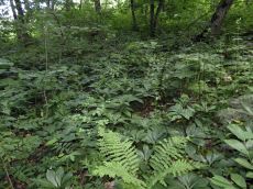 Helleborus-caucasicus_Абрекская_стация